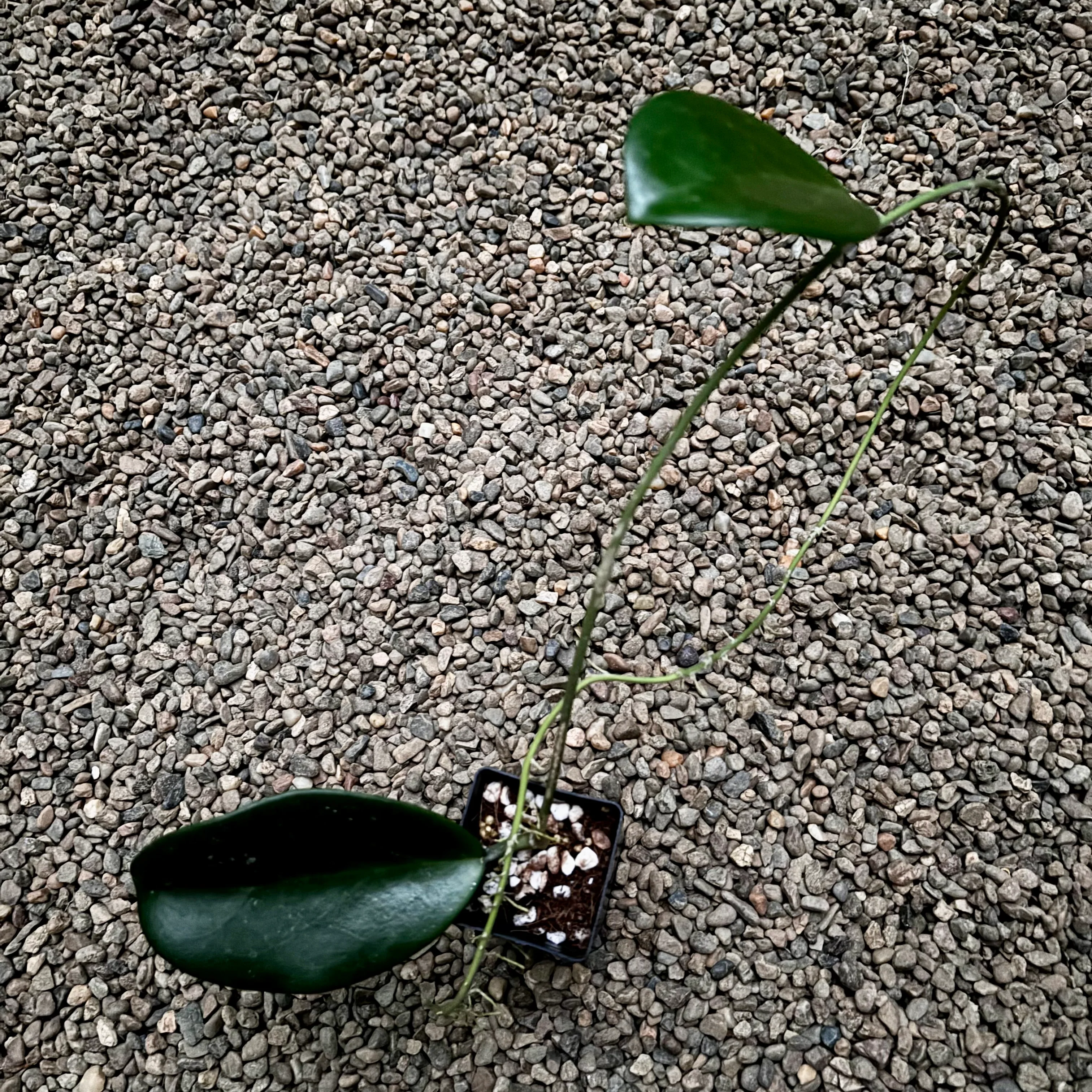 Hoya 'Wonder' (JAD020) H426 - Image 3