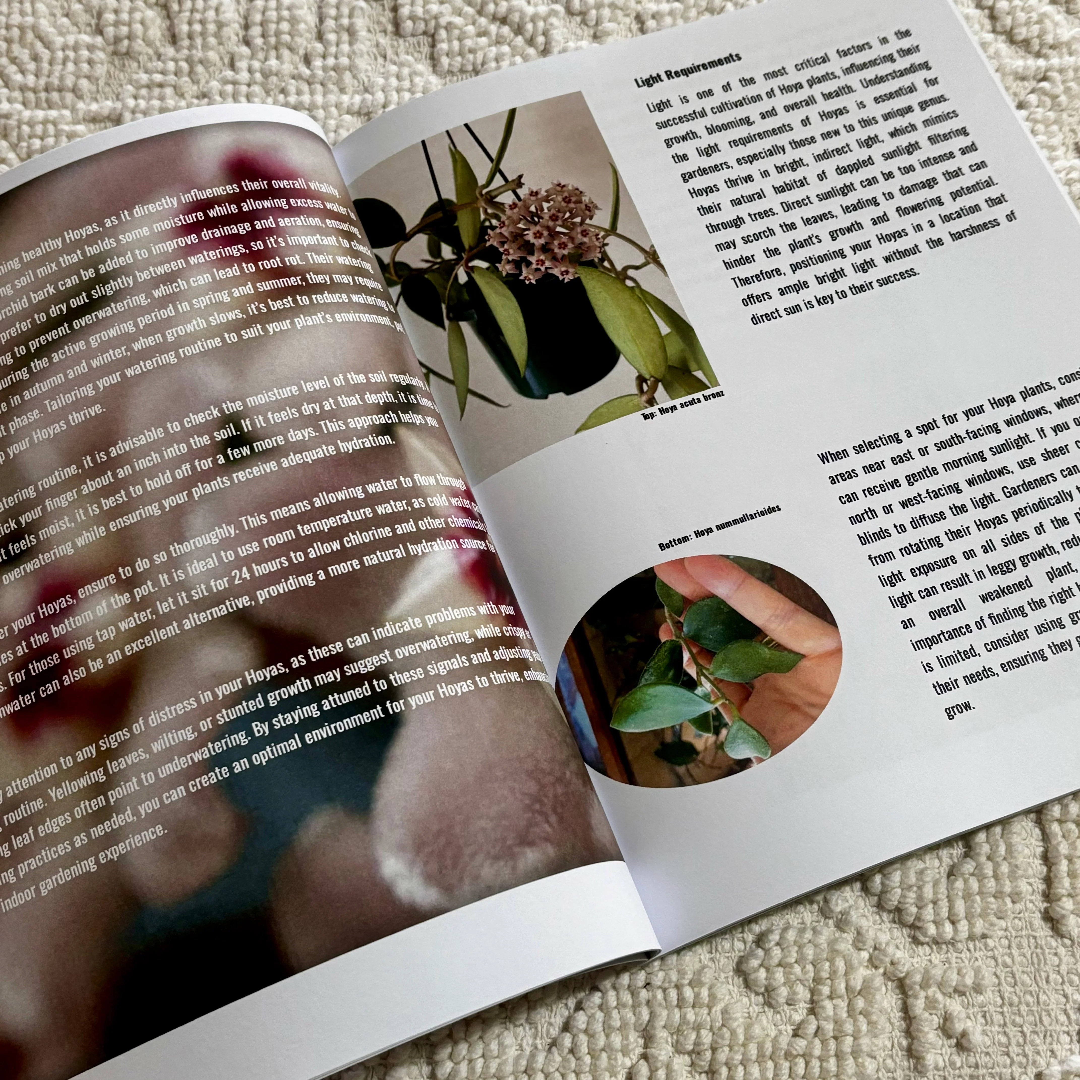 Resource Book: 'Indoor Hoya Gardening Made Easy: Tips for Success' - Image 5
